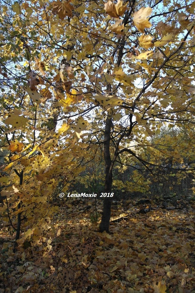 Прощание с теплой Осенью — Куклы Kidz'n'Cats (Соня Хартман): шарнирные 46 см (фото 4)