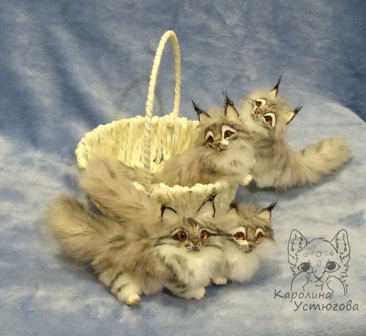 Вторая корзинка Мейн-Кунов (фото 8)