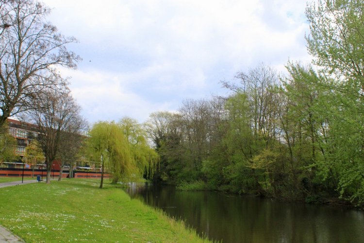 Цветущая Сакура. Прогулка по парку с Алисой. Весенние зарисовки