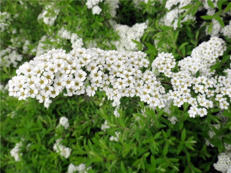 Милый мой город. Прогулка по Твери, заключительная часть (фото 5)