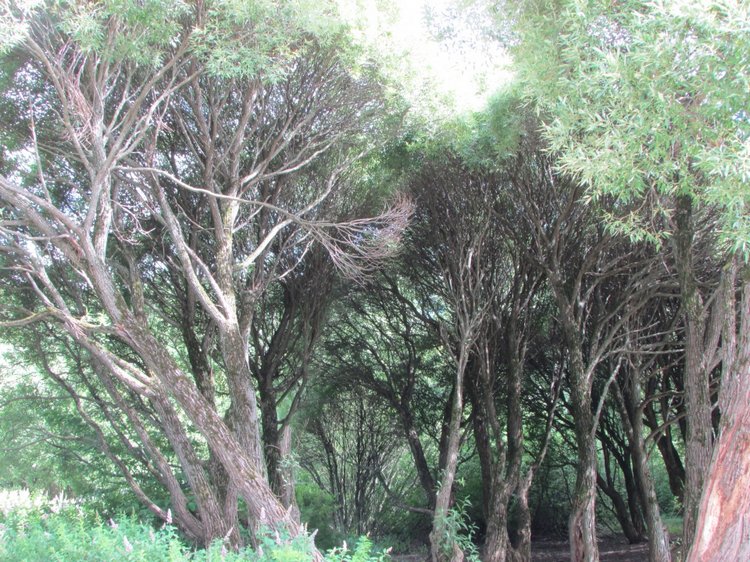 Моя кукольная семья на прогулке в Измайловском Парке