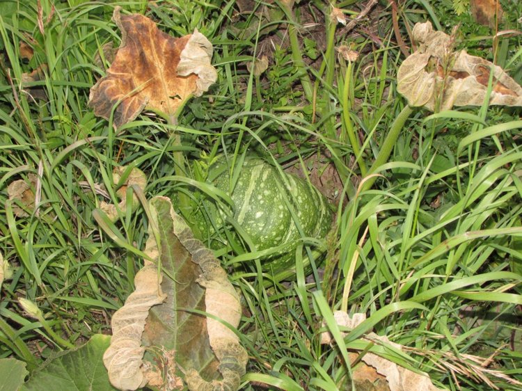 Путешествие в Нижегородскую область - часть 3 - Тимошка на усадьбе