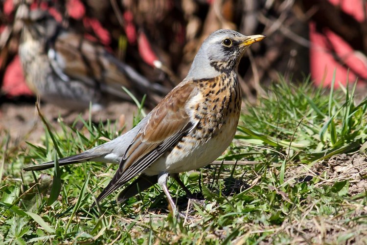 Сойки во дворе — Интересное и необычное: фотоподборки