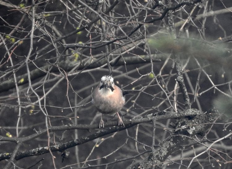 Сойки во дворе — Интересное и необычное: фотоподборки (фото 10)