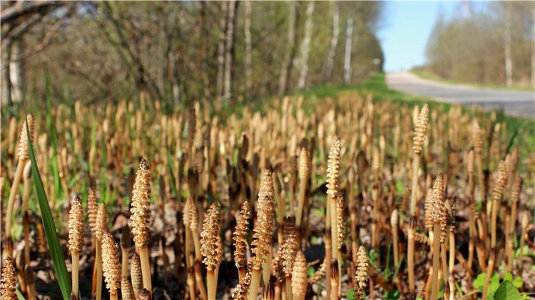 Долгая дорога к Волге. Custom Blythe Doll UFO Go Go Takara