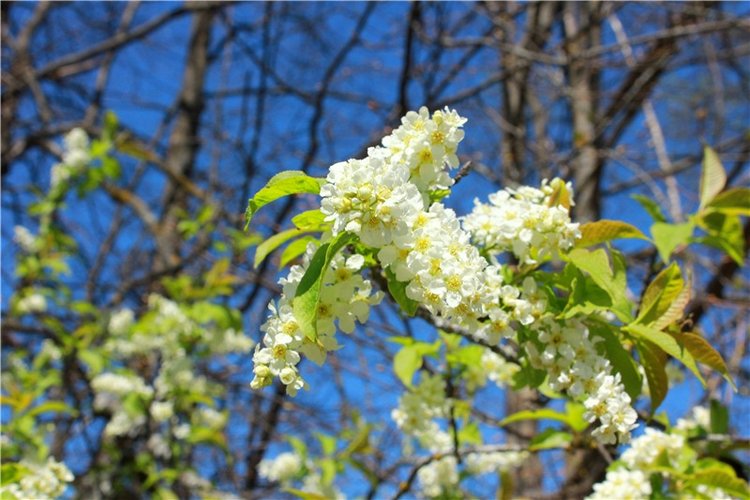 Путешествие Софи в Старицу, продолжение. Lati HoneyBee New Mystic Sophie (фото 5)