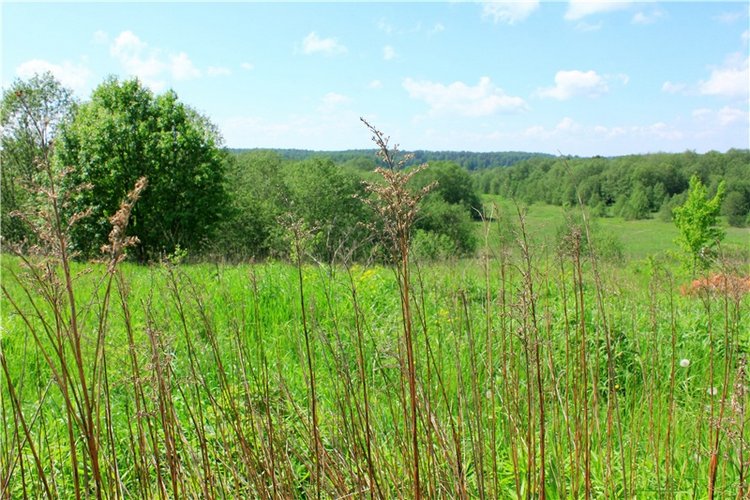 Эля в Иванишах. Twinkles Ella Chocolate (фото 9)