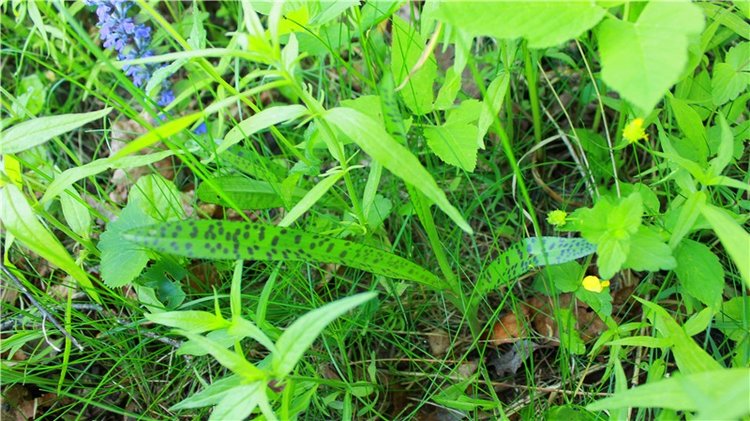 Из Чукавино в Старицу — Культура