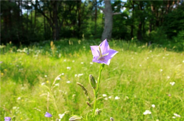 Путешествие Катрин. Katrin, Stoffpuppe Doll, Kathe Kruse
