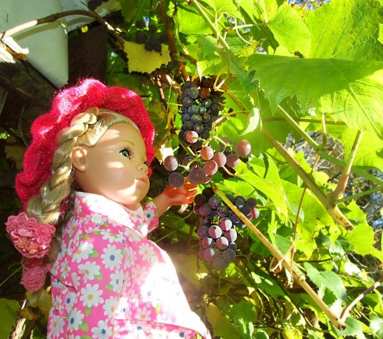 Линка и Иришка - сборщицы винограда | Бэйбики Линка и Иришка - сборщицы винограда