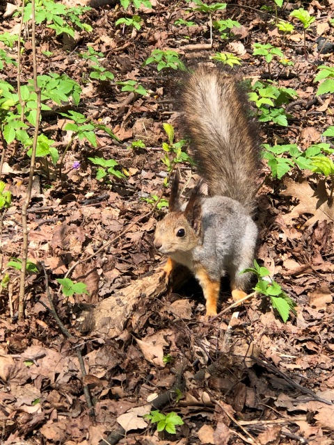 Тони Старк: приключения без брони. Был месяц май, половина первая