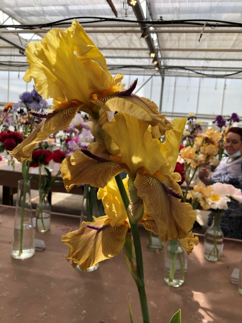 Тони Старк: приключения без брони. И снова Аптекарский огород | Бэйбики Тони Старк: приключения без брони. И снова Аптекарский огород