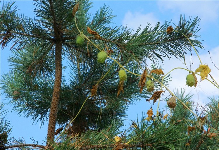 Нийя. Воспоминание об осени, Чукавино, Эко-Лэнд
