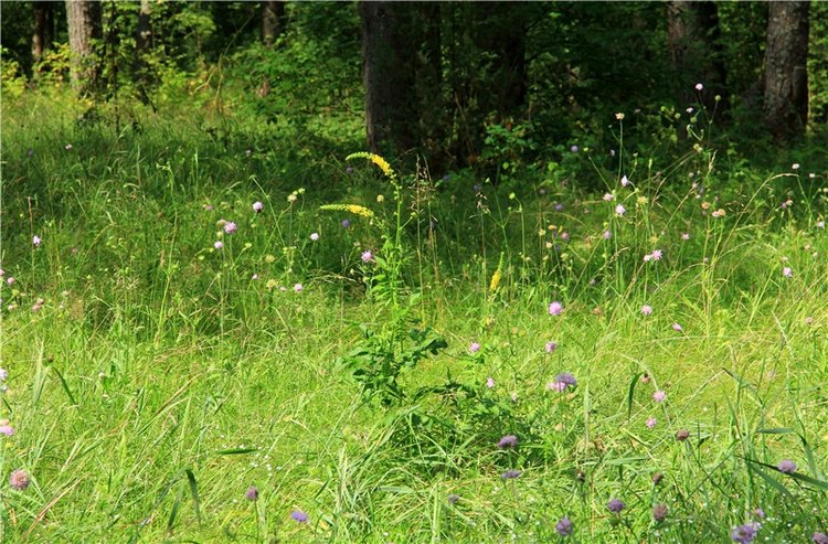 Девочка и Ёжик. Minifee Miyu FairlyLand | Бэйбики Девочка и Ёжик. Minifee Miyu FairlyLand