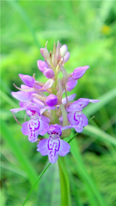 Девочка и Ёжик. Minifee Miyu FairlyLand | Бэйбики Девочка и Ёжик. Minifee Miyu FairlyLand (фото 9)