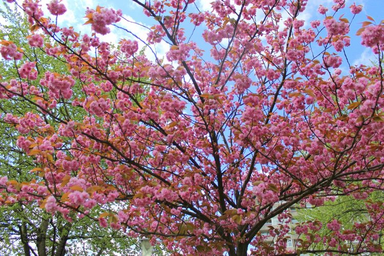 Цветущая Сакура. Прогулка по парку с Алисой. Весенние зарисовки (фото 5)