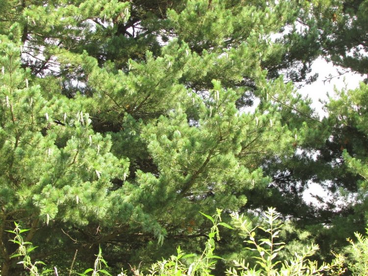 Малышня на прогулке в Бирюлёвском дендропарке