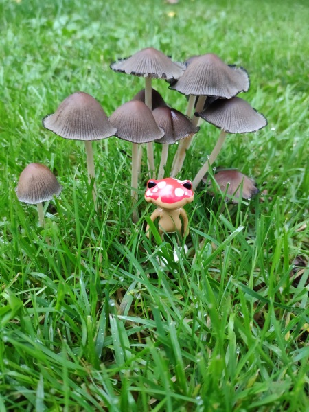 Лето с лягушками — Коллекционные куклы разных авторов (Разное): редкие бренды