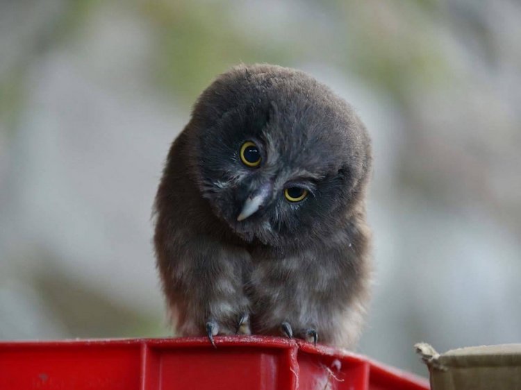 Любительские и профессиональные фотографии Сов (выпуск 2)