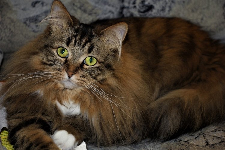 10 лет на Бейбиках или снова любимые Линднеры