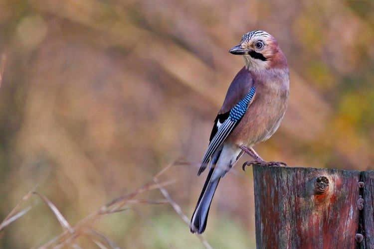 Сойки во дворе — Интересное и необычное: фотоподборки (фото 2)