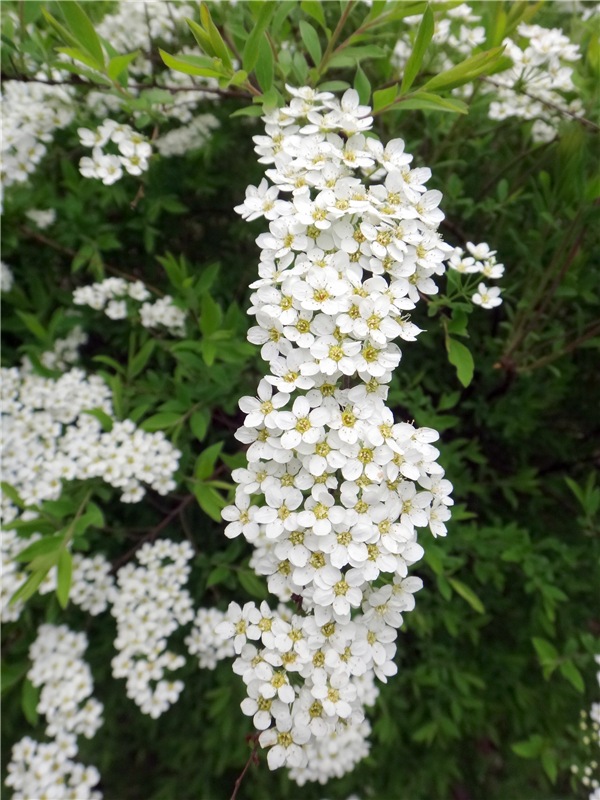 Просто Весна — Красивая природа и цветы: фото пейзажей