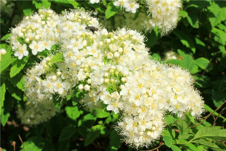 Из Чукавино в Старицу — Культура