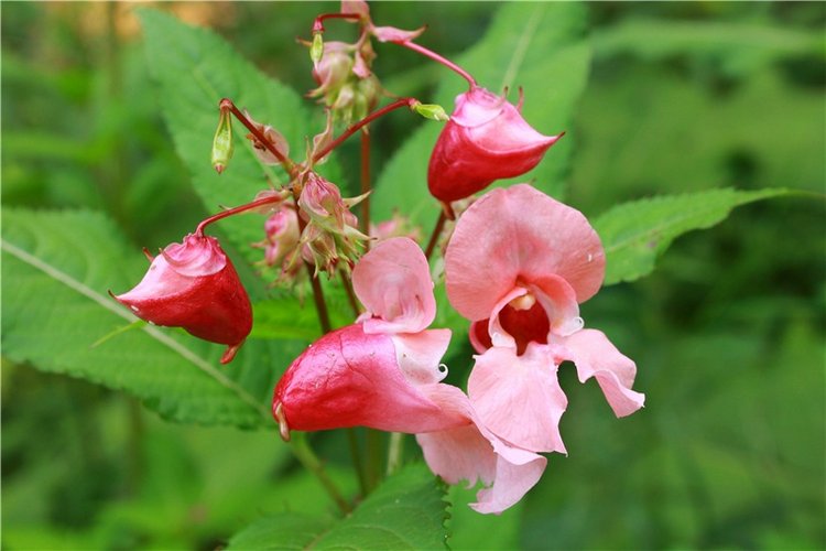 Июльское путешествие в Старицу, продолжение