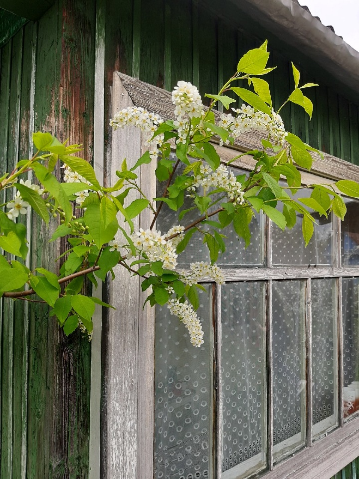 Последние денечки лета.... Совенок Желточек, дача и другие дачные жители