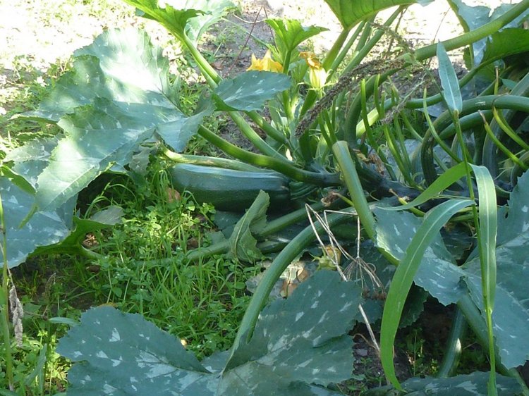 Отдых в деревне с Джой — Туризм и путешествия: фотоотчеты из поездок (фото 9)