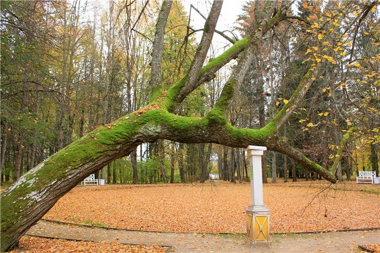 Золотая Осень в Берново с Имани. Mini Imani от Kaye Wiggs