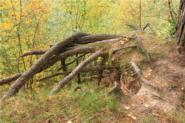 Путешествие Имани на Волгу, продолжение. Mini Imani от Kaye Wiggs