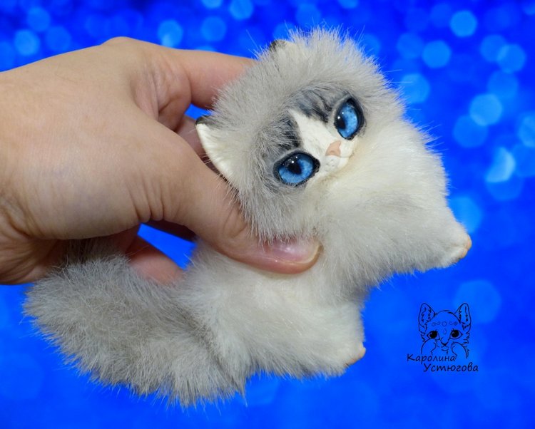 Котята Охос азулес. Чарующие глаза