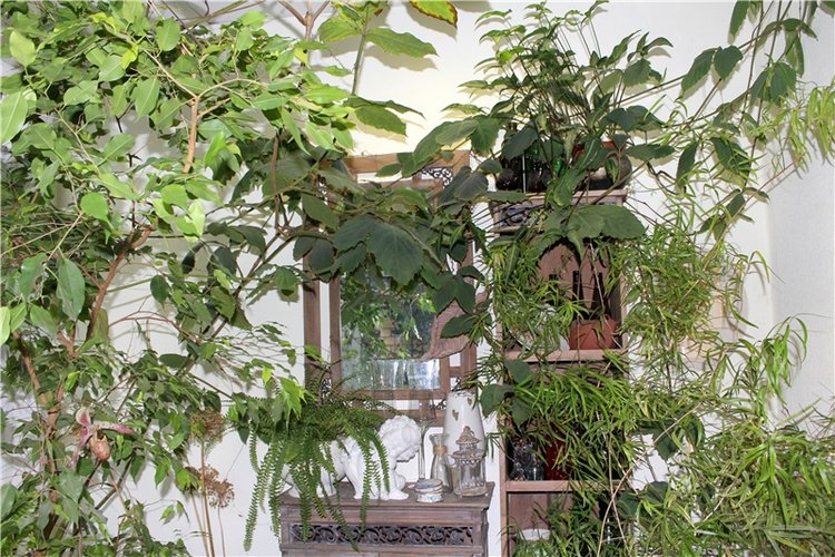 Тверской Ботанический Сад