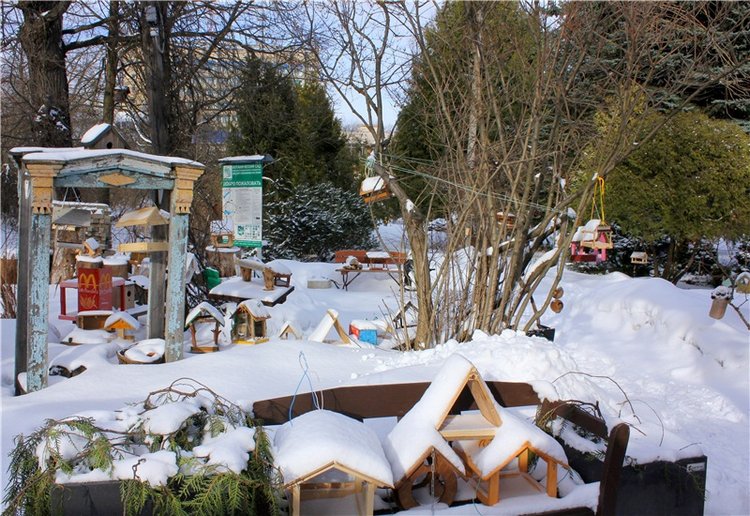 Тверской Ботанический Сад (фото 2)