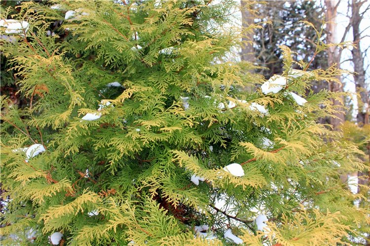 Тверской Ботанический Сад, заключительная часть