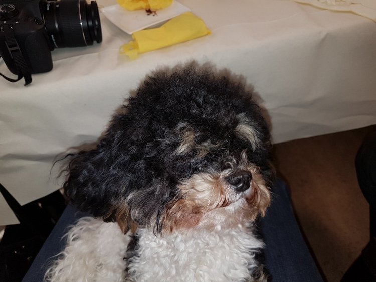 Пасхальная встреча в магазине кукол! Часть 5. Вихтели