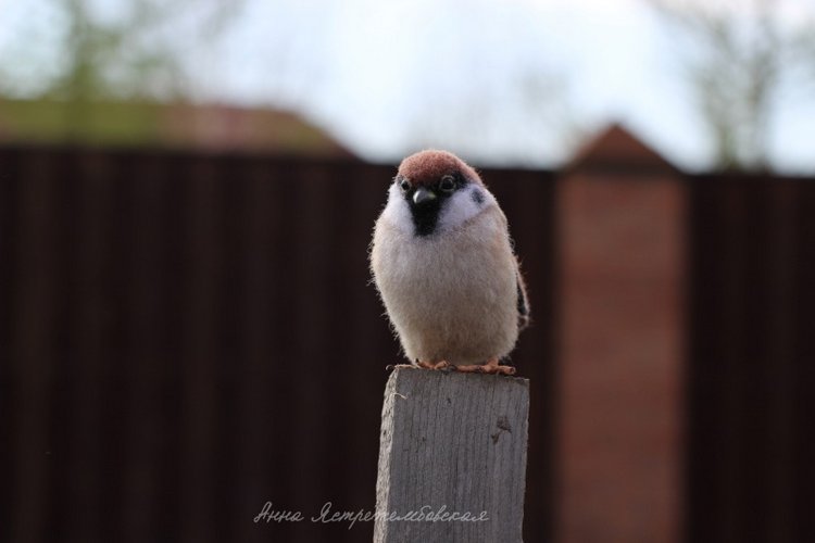Воробушки — Валяные игрушки из шерсти: сухое валяние