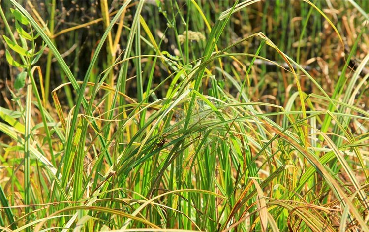 Инопланетянка Нийя. Custom Blythe Doll UFO Go Go Takara