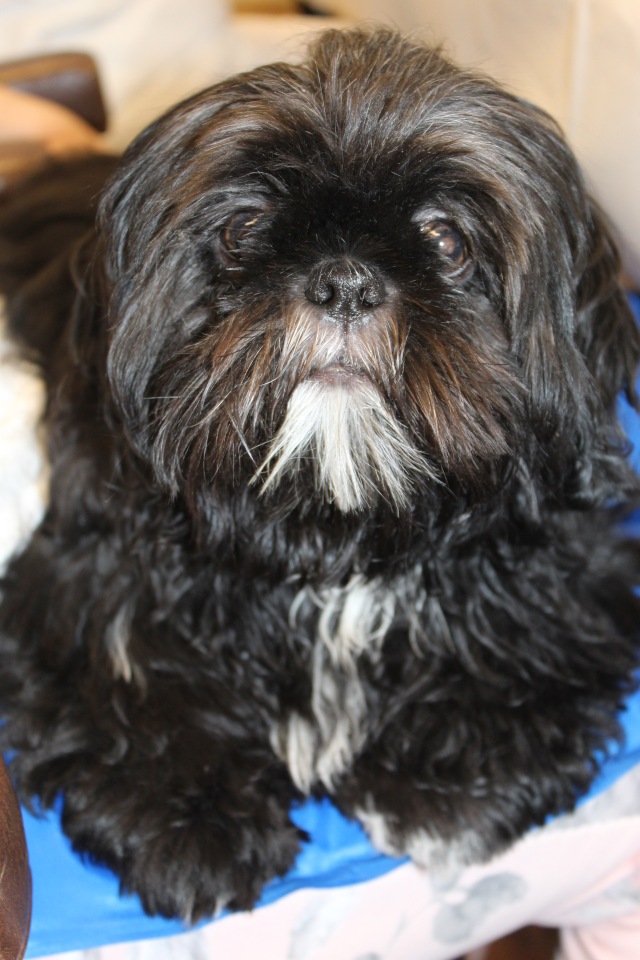 Летняя встреча коллекционеров в магазине кукол. Заключительная часть