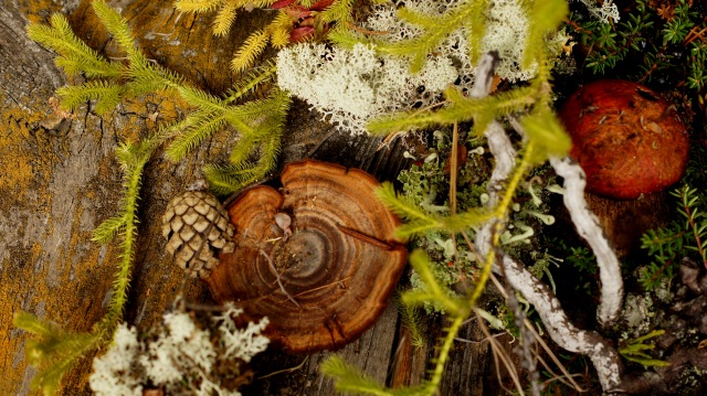 Осенний натюрморт — Другие хобби и увлечения: сад (фото 7)