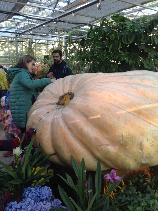 Аптекарский огород сегодня. ч.5. Грибной фестиваль (фото 7)