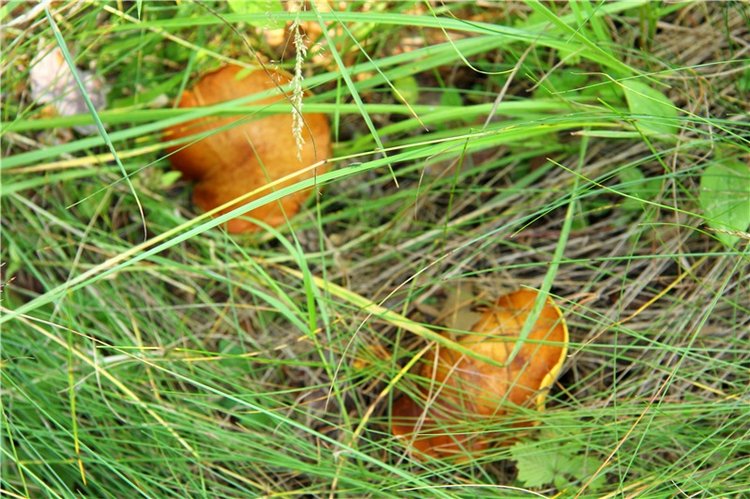 Девочка и Ёжик. Minifee Miyu FairlyLand | Бэйбики Девочка и Ёжик. Minifee Miyu FairlyLand