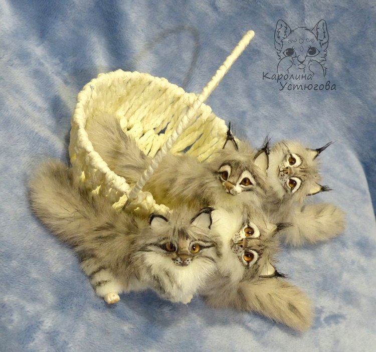 Вторая корзинка Мейн-Кунов (фото 6)