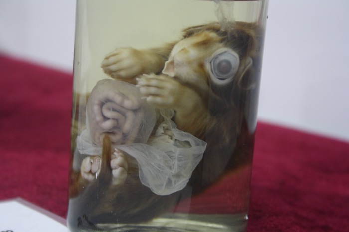 Псков: Петербургская Кунсткамера у нас в гостях. СТРОГО 18 +