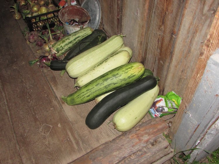 Путешествие в Нижегородскую область - часть 3 - Тимошка на усадьбе