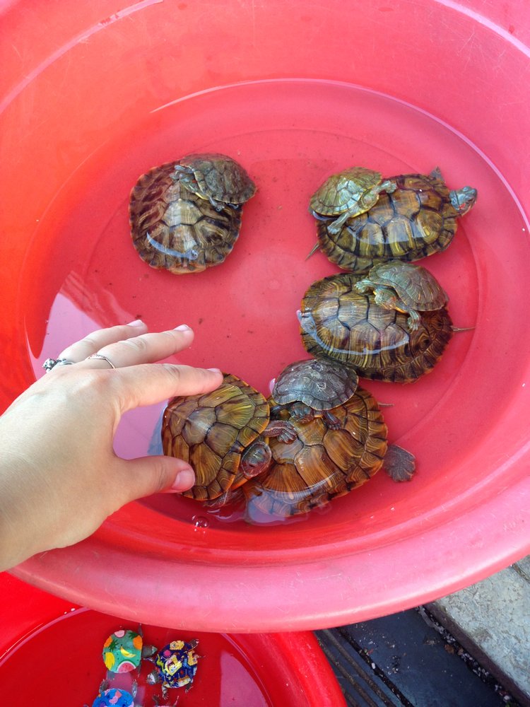 Прогулка по Китаю-2 (обзор цен на игрушки, животных, шмотки, еду)