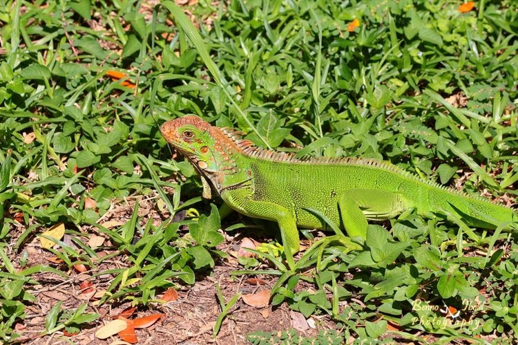 Любителям природы - профессиональные фотографии (выпуск 4)