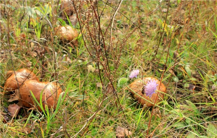 Гришутка — Винтажные куклы ГДР (Немки): Бигги