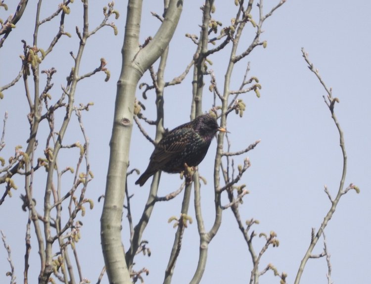 Сойки во дворе — Интересное и необычное: фотоподборки